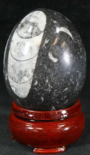 Polished Fossil Orthoceras (Cephalopod) Egg #23531